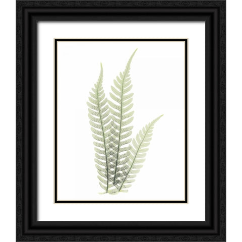 Tree Fern in Green Black Ornate Wood Framed Art Print with Double Matting by Koetsier, Albert