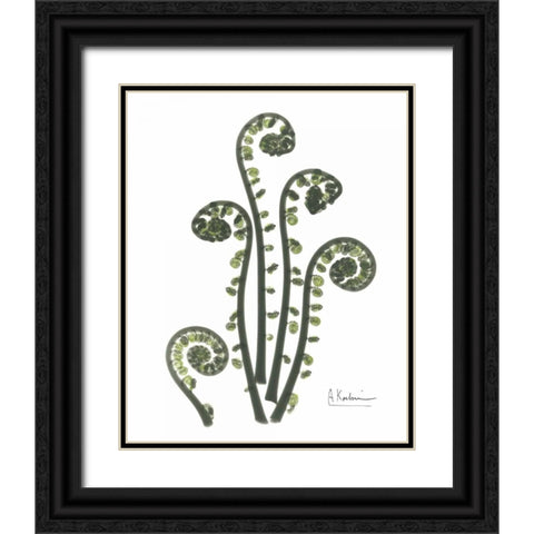 Fiddle Fern in Green Black Ornate Wood Framed Art Print with Double Matting by Koetsier, Albert