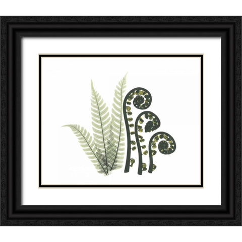 Tree and Fiddle Fern in Green Black Ornate Wood Framed Art Print with Double Matting by Koetsier, Albert