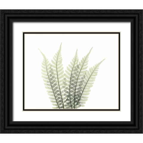 Tree Fern in Green 2 Black Ornate Wood Framed Art Print with Double Matting by Koetsier, Albert