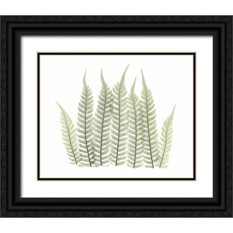 Tree Fern in Green 3 Black Ornate Wood Framed Art Print with Double Matting by Koetsier, Albert