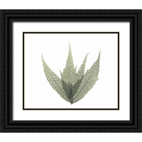 Japanese Fern in Green 2 Black Ornate Wood Framed Art Print with Double Matting by Koetsier, Albert