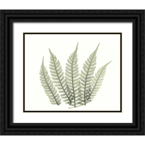 Tree Fern in Green 4 Black Ornate Wood Framed Art Print with Double Matting by Koetsier, Albert