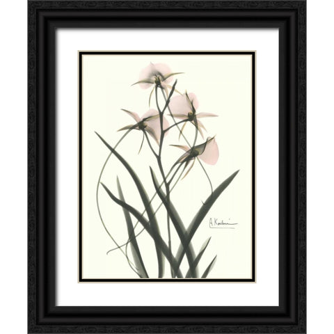 Orchids a Plenty in Pink Black Ornate Wood Framed Art Print with Double Matting by Koetsier, Albert