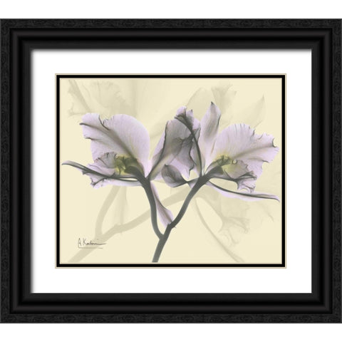 Beautiful Orchid in Purple on Beige Black Ornate Wood Framed Art Print with Double Matting by Koetsier, Albert