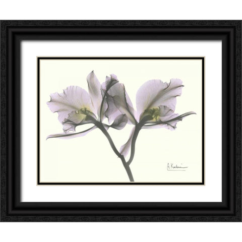 Beautiful Orchid in Purple Black Ornate Wood Framed Art Print with Double Matting by Koetsier, Albert