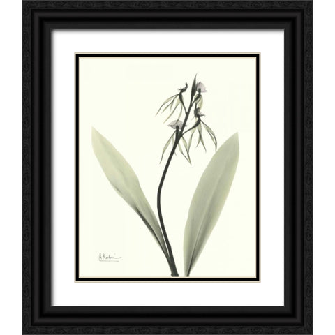 Single Orchid Black Ornate Wood Framed Art Print with Double Matting by Koetsier, Albert