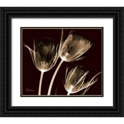 Tulips Brown on Red Black Ornate Wood Framed Art Print with Double Matting by Koetsier, Albert