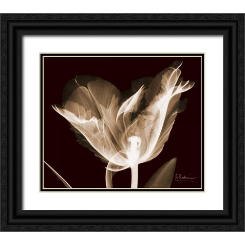 Single Tulip Brown on Red Black Ornate Wood Framed Art Print with Double Matting by Koetsier, Albert