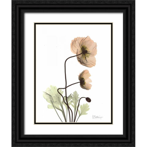 Iceland Poppy in Color Black Ornate Wood Framed Art Print with Double Matting by Koetsier, Albert