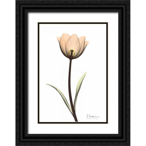 Tulip in Full Color Black Ornate Wood Framed Art Print with Double Matting by Koetsier, Albert