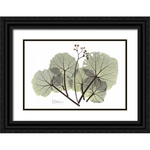 Begonia in Green Black Ornate Wood Framed Art Print with Double Matting by Koetsier, Albert