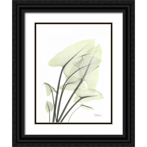 Calla Leaf In Green Black Ornate Wood Framed Art Print with Double Matting by Koetsier, Albert