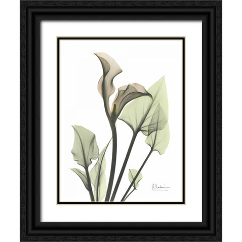 Calla Lily in Green Black Ornate Wood Framed Art Print with Double Matting by Koetsier, Albert