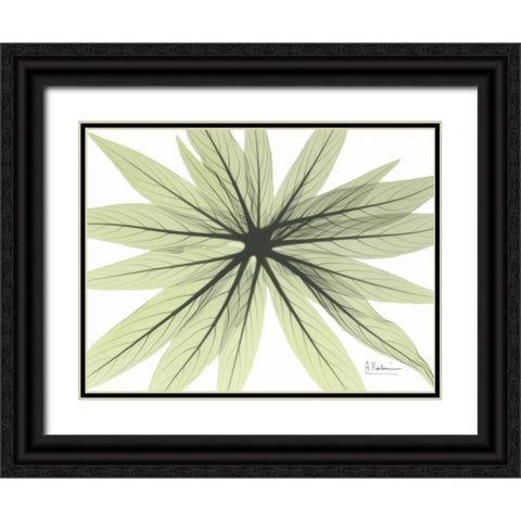 Echium in Green Black Ornate Wood Framed Art Print with Double Matting by Koetsier, Albert