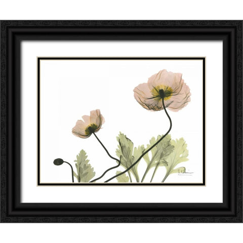 Amandas Iceland Poppies Black Ornate Wood Framed Art Print with Double Matting by Koetsier, Albert