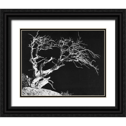Bodi Tree Black Ornate Wood Framed Art Print with Double Matting by Koetsier, Albert