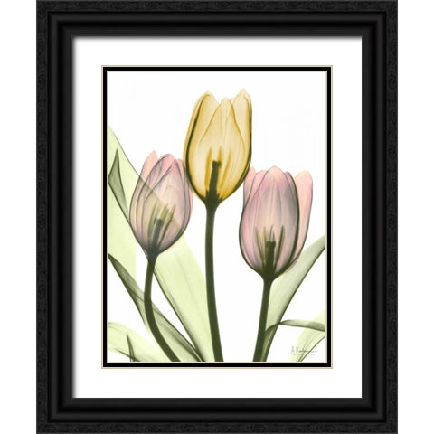 Gentle Tulips Black Ornate Wood Framed Art Print with Double Matting by Koetsier, Albert