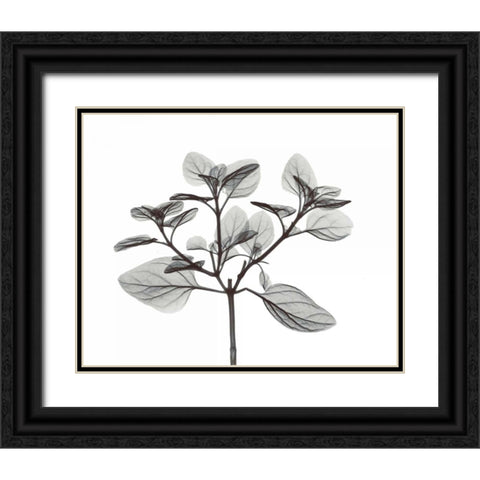 Oregano in BandW Black Ornate Wood Framed Art Print with Double Matting by Koetsier, Albert