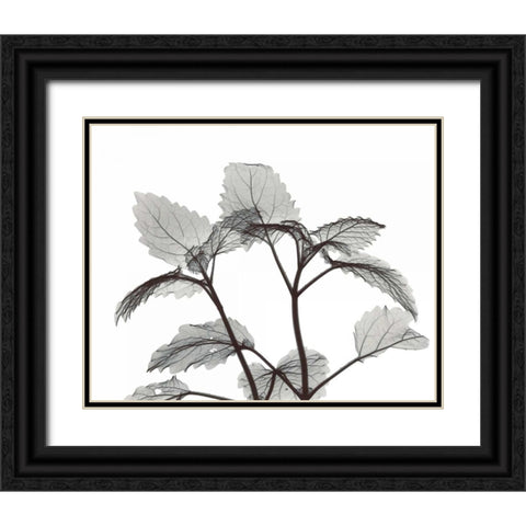 Lemon Balm  in BandW Black Ornate Wood Framed Art Print with Double Matting by Koetsier, Albert