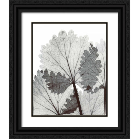Anise  in BandW Black Ornate Wood Framed Art Print with Double Matting by Koetsier, Albert