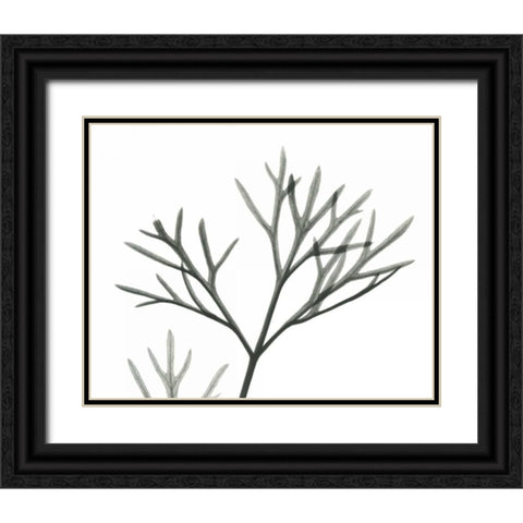 Dill  in BandW Black Ornate Wood Framed Art Print with Double Matting by Koetsier, Albert