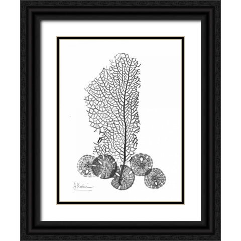 Sea Fan and Sand Dollar  in BandW Black Ornate Wood Framed Art Print with Double Matting by Koetsier, Albert