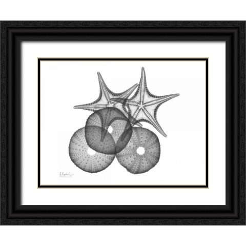 Sea Urchin and Starfish Black Ornate Wood Framed Art Print with Double Matting by Koetsier, Albert