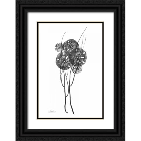 Sand Dollars in BandW Black Ornate Wood Framed Art Print with Double Matting by Koetsier, Albert