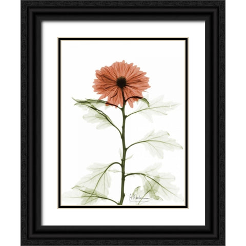 Chrysanthemum for Chrissy Black Ornate Wood Framed Art Print with Double Matting by Koetsier, Albert