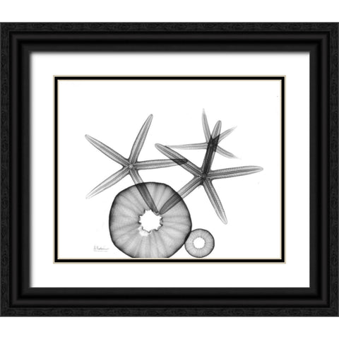 Starfish and Sea Urchin  Arrangement Black Ornate Wood Framed Art Print with Double Matting by Koetsier, Albert