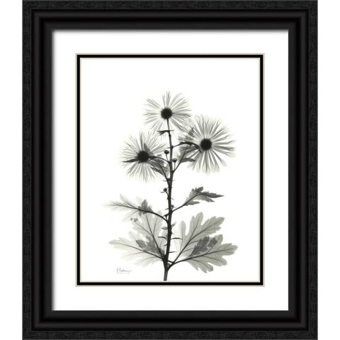 Chrysanthemum for Christine Black Ornate Wood Framed Art Print with Double Matting by Koetsier, Albert