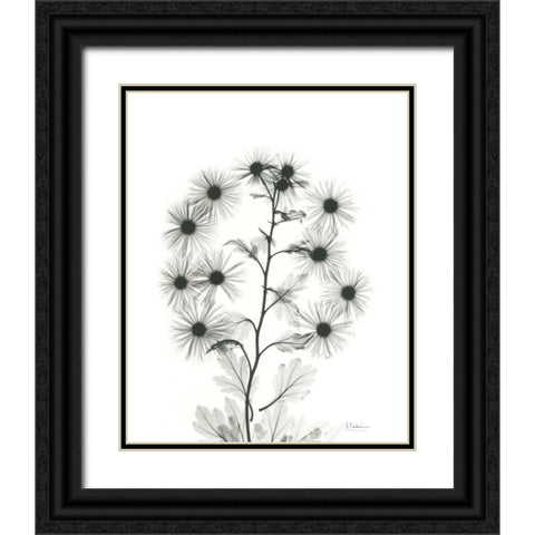 Chrysanthemum Bouquet Black Ornate Wood Framed Art Print with Double Matting by Koetsier, Albert