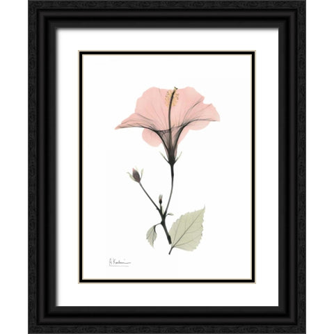 Pink Hibiscus Black Ornate Wood Framed Art Print with Double Matting by Koetsier, Albert