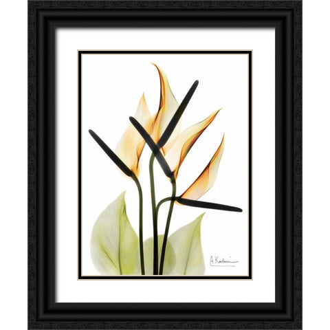 Anthurium Black Ornate Wood Framed Art Print with Double Matting by Koetsier, Albert