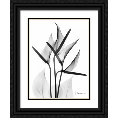 Anthurium in BandW Black Ornate Wood Framed Art Print with Double Matting by Koetsier, Albert