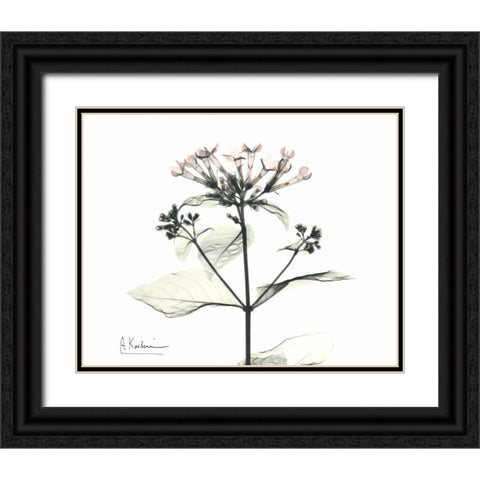 Bounaidia in Bloom Black Ornate Wood Framed Art Print with Double Matting by Koetsier, Albert