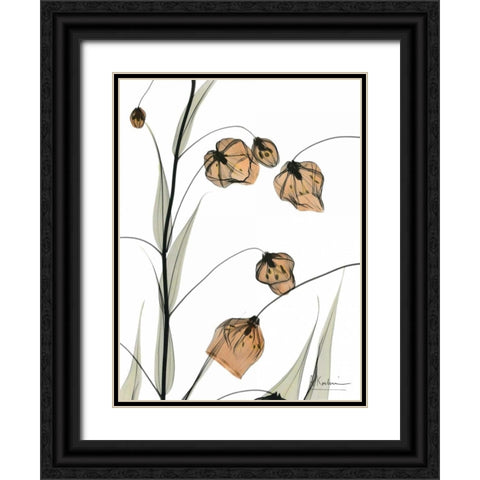 Sandersonia in Bloom Black Ornate Wood Framed Art Print with Double Matting by Koetsier, Albert