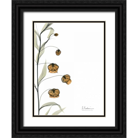 Sandersonia Bouquet  in Bloom Black Ornate Wood Framed Art Print with Double Matting by Koetsier, Albert