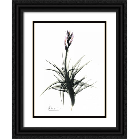 Tillandsia in Bloom Black Ornate Wood Framed Art Print with Double Matting by Koetsier, Albert