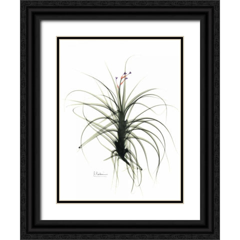 Tillandsia Top Black Ornate Wood Framed Art Print with Double Matting by Koetsier, Albert