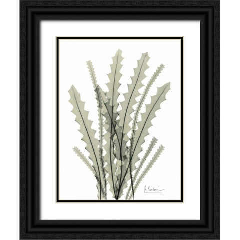 Banksia in Green Black Ornate Wood Framed Art Print with Double Matting by Koetsier, Albert