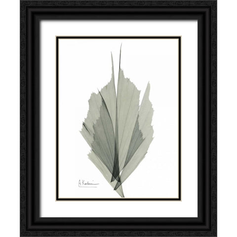 Fish Tail Caryola Black Ornate Wood Framed Art Print with Double Matting by Koetsier, Albert
