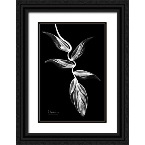 Heliconia BandW on Black Black Ornate Wood Framed Art Print with Double Matting by Koetsier, Albert
