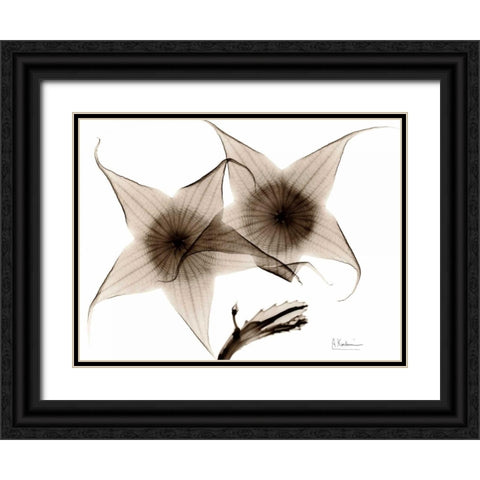 Stapelia in Brown Black Ornate Wood Framed Art Print with Double Matting by Koetsier, Albert