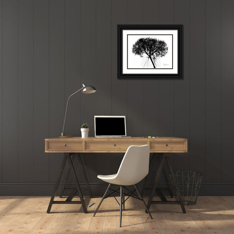 Hydrangea  Bunch In BandW Black Ornate Wood Framed Art Print with Double Matting by Koetsier, Albert