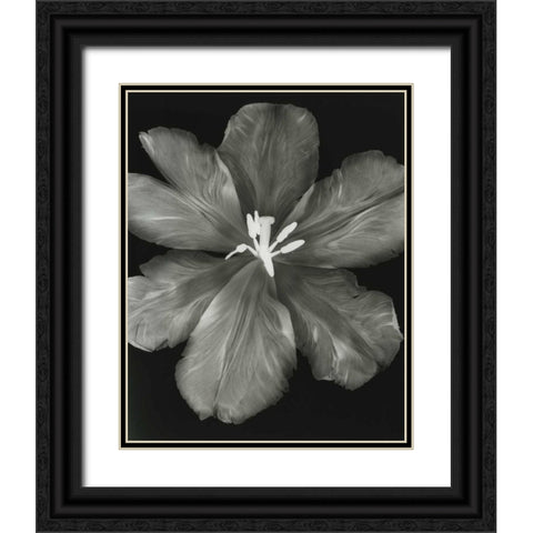Big Blossom I Black Ornate Wood Framed Art Print with Double Matting by Koetsier, Albert