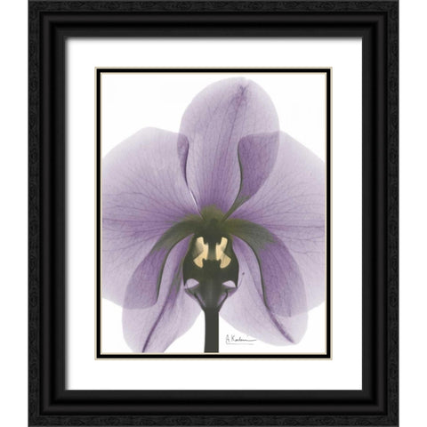 Purple Orchid A29 Black Ornate Wood Framed Art Print with Double Matting by Koetsier, Albert