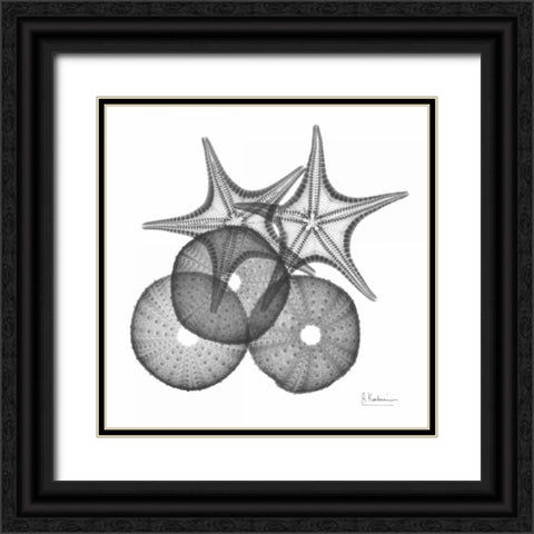 Sea Urchin and Starfish Black Ornate Wood Framed Art Print with Double Matting by Koetsier, Albert