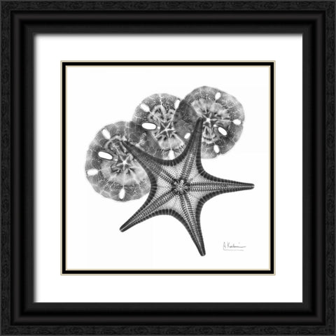 Starfish and Sand Dollar Black Ornate Wood Framed Art Print with Double Matting by Koetsier, Albert